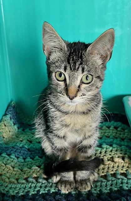 adoptable Cat in Hesperia, CA named MR. TOAD