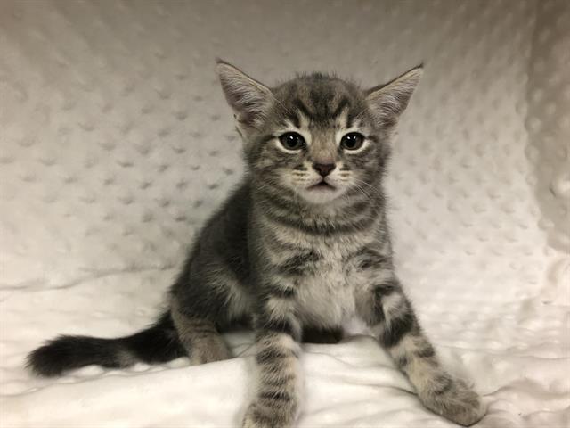 adoptable Cat in Hesperia, CA named BISHOP