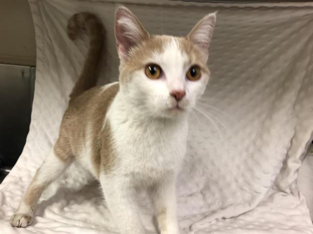 adoptable Cat in Hesperia, CA named EUPHORIA