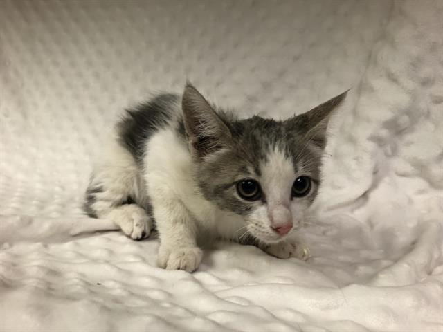 adoptable Cat in Hesperia, CA named A111662