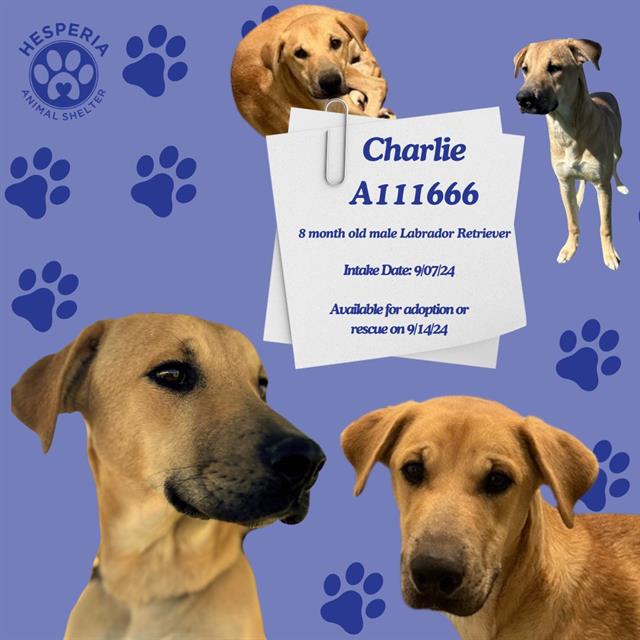 adoptable Dog in Hesperia, CA named CHARLIE