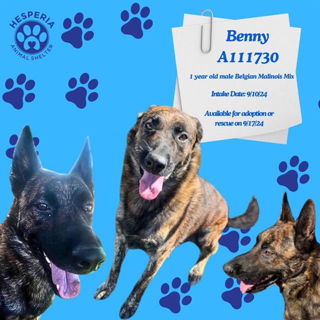 adoptable Dog in Hesperia, CA named BENNY