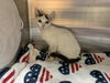 adoptable Cat in , CA named RRSCUE ONLY - AUDREY