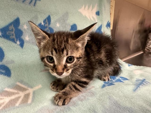 adoptable Cat in Hesperia, CA named A111702