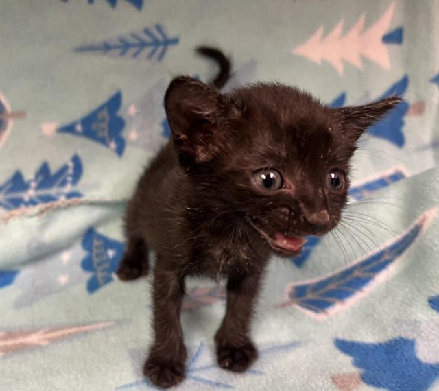 adoptable Cat in Hesperia, CA named A111721