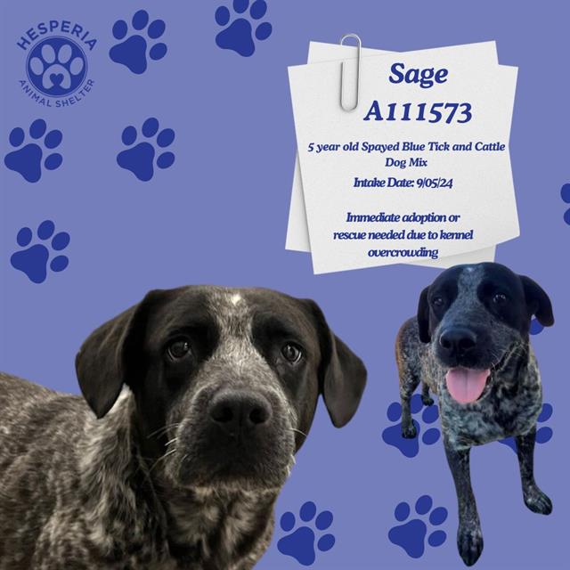 adoptable Dog in Hesperia, CA named SAGE