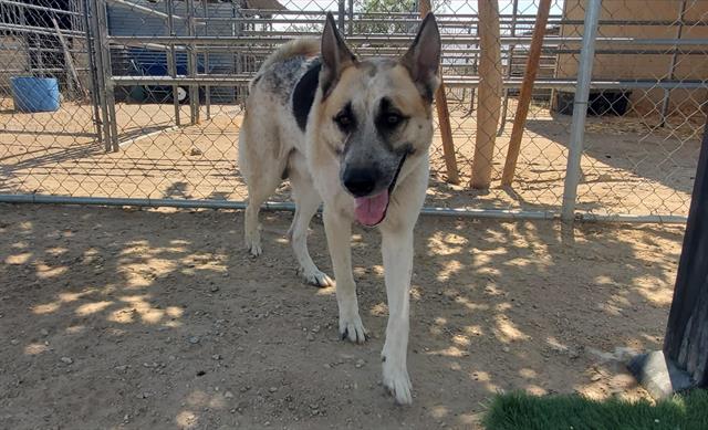 adoptable Dog in Hesperia, CA named A111691