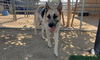 adoptable Dog in Hesperia, CA named A111691