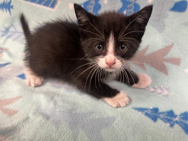 adoptable Cat in Hesperia, CA named A111693