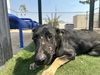 adoptable Dog in Hesperia, CA named A111716