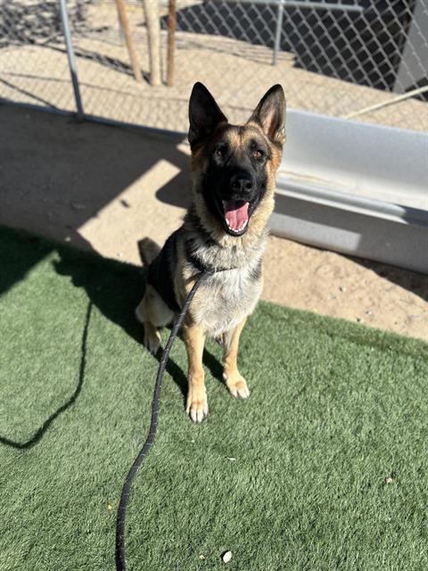 adoptable Dog in Hesperia, CA named A111741