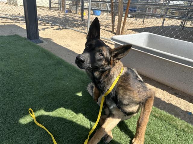 adoptable Dog in Hesperia, CA named A111762