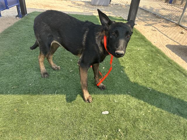 adoptable Dog in Hesperia, CA named A111751