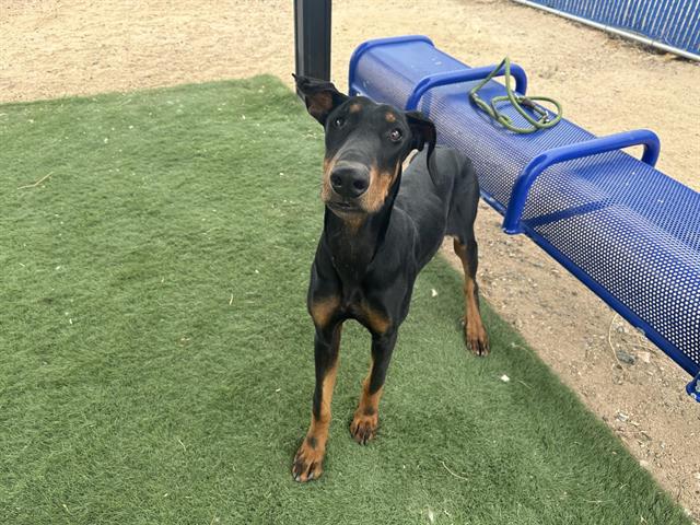 adoptable Dog in Hesperia, CA named PRIVATE