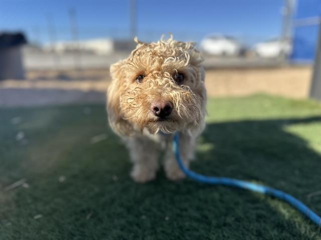 adoptable Dog in Hesperia, CA named DARLA