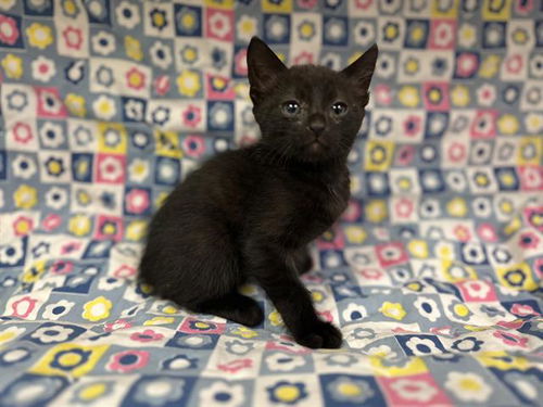 picture of the cat needing adoption