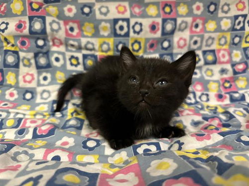 picture of the cat needing adoption