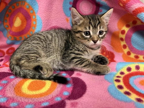 picture of the cat needing adoption