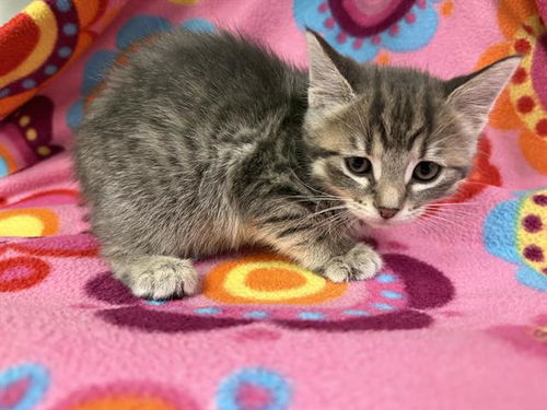 picture of the cat needing adoption