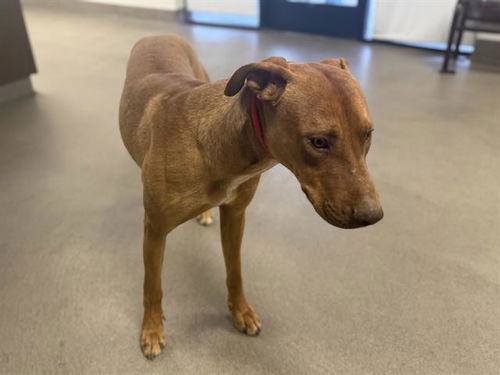 picture of the dog needing adoption