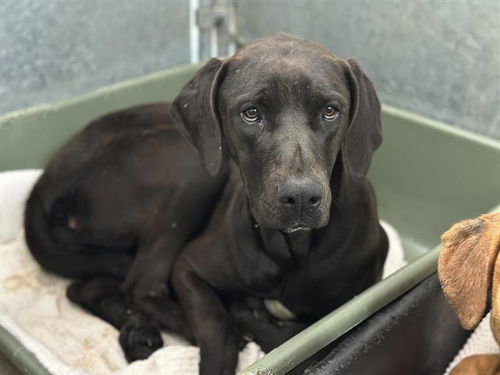 picture of the dog needing adoption