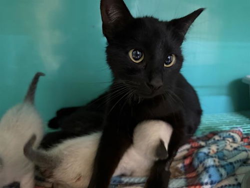 picture of the cat needing adoption