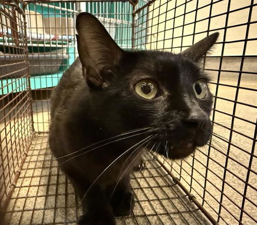 picture of the cat needing adoption