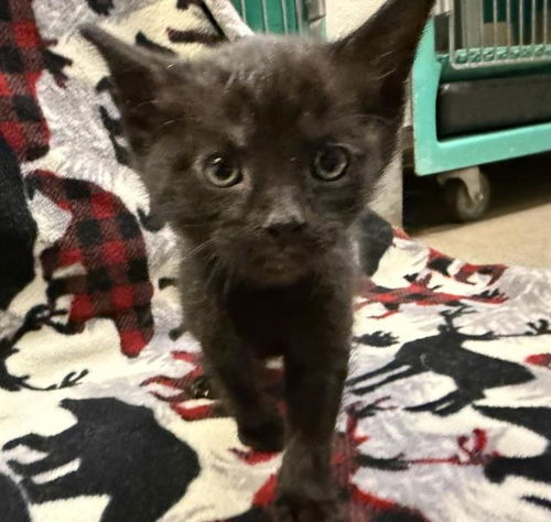 picture of the cat needing adoption