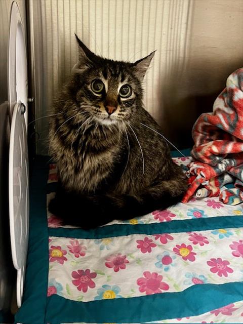 picture of the cat needing adoption