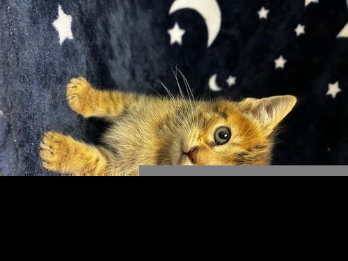 picture of the cat needing adoption