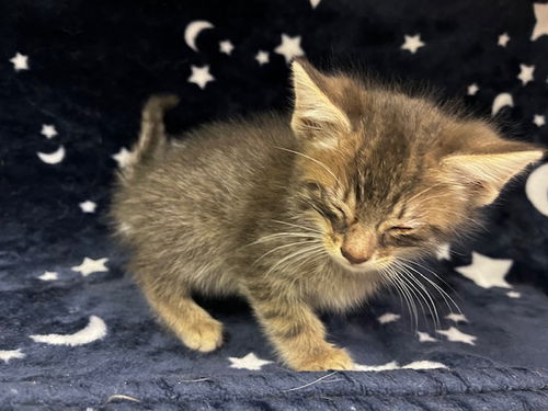 picture of the cat needing adoption