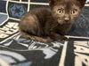 adoptable Cat in , Unknown named (RESCUE ONLY)