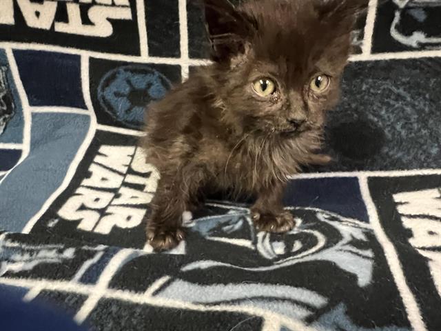 adoptable Cat in Hesperia, CA named SHIRLEY(RESCUE ONLY)
