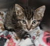 adoptable Cat in  named HERCULES (RESCUE ONLY)