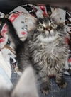adoptable Cat in  named DORY (RESCUE ONLY)