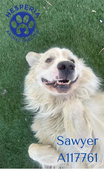 adoptable Dog in Hesperia, CA named SAWYER