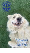 adoptable Dog in  named SAWYER