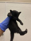 adoptable Cat in Hesperia, CA named TINKER BELL