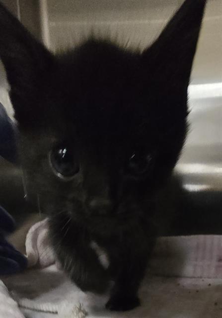 adoptable Cat in Hesperia, CA named FLOUNDER