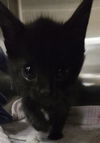 adoptable Cat in Hesperia, CA named FLOUNDER