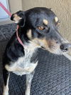 adoptable Dog in  named MINNIE