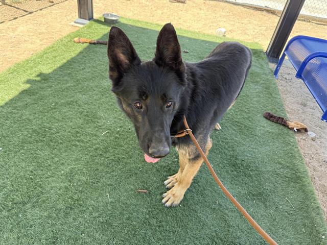 adoptable Dog in Hesperia, CA named DODGER