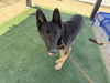 adoptable Dog in Hesperia, CA named DODGER