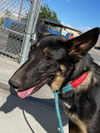 adoptable Dog in Hesperia, CA named ONYX