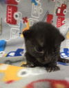 adoptable Cat in Hesperia, CA named GENIE (RESCUE ONLY, NURSING)