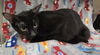 adoptable Cat in Hesperia, CA named LADY (RESCUE ONLY)