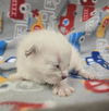 adoptable Cat in Hesperia, CA named PERCY (RESCUE ONLY, NURSING)