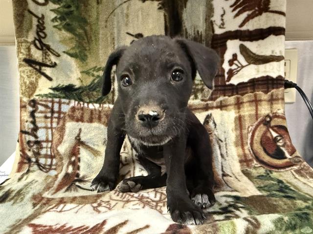 adoptable Dog in Hesperia, CA named BUZZ