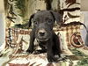 adoptable Dog in Hesperia, CA named BUZZ