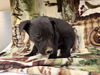 adoptable Dog in Hesperia, CA named BRUNO